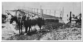 Sugar Beet Dock