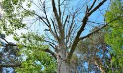 Emerald Ash Borer damage