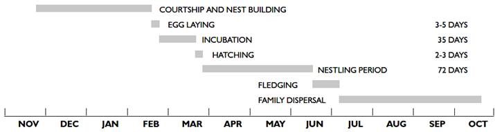 Chronology of nesting bald eagles